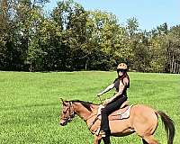 quarter-horse-gelding