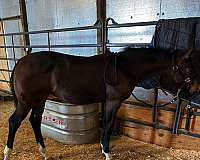 cutting-dutch-warmblood-horse