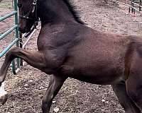 h-dutch-warmblood-horse