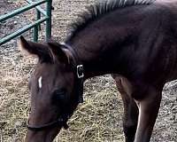 13-hand-dutch-warmblood-filly