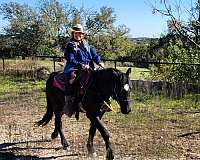 cross-arabian-belgian-horse