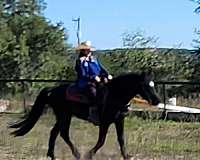 arabian-belgian-horse-for-sale