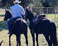 arabian-belgian-horse