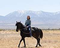 beginner-rider-standardbred-horse