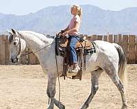 all-around-tennessee-walking-horse