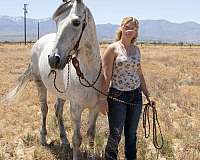 endurance-tennessee-walking-horse