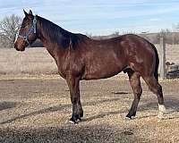 ranch-quarter-horse