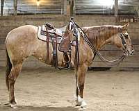 all-around-quarter-horse