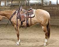 athletic-quarter-horse