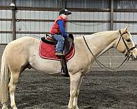 ridden-engl-gelding