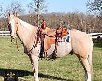 aqha-quarter-horse