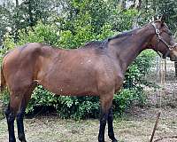 charismatic-thoroughbred-horse