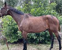 leopard-thoroughbred-horse