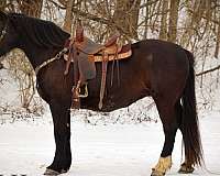 all-around-percheron-horse