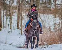 athletic-percheron-horse