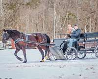 draft-percheron-horse