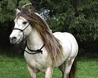 gypsy-draft-friesian-gypsian-cob-vanner-dun-perlino-silver-dunskin-horse