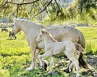 dun-gypsy-vanner-weanling