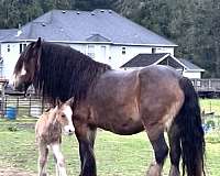 gypsy-draft-friesian-gypsian-cob-vanner-dun-perlino-silver-dunskin-weanling