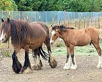 parade-weanling