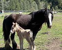 western-riding-weanling