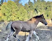 all-around-gypsy-vanner-horse