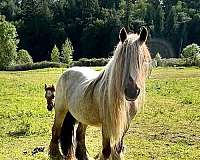 duns-gypsy-vanner-horse