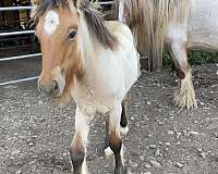 bay-dun-gypsy-vanner-horse