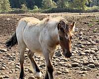 dun-roan-gypsy-vanner-horse