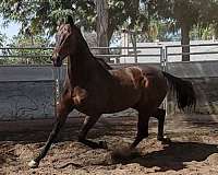 athletic-thoroughbred-horse