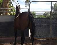 dappled-thoroughbred-horse