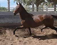 dressage-thoroughbred-horse