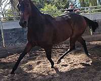 flashy-thoroughbred-horse