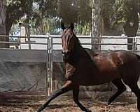 jumper-thoroughbred-horse