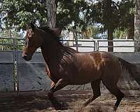 jumping-thoroughbred-horse