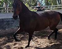 bay-thoroughbred-gelding