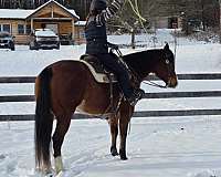 cowboy-mounted-shooting-quarter-pony