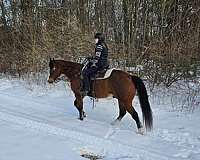 mounted-patrol-quarter-pony