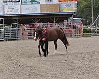 trail-riding-quarter-pony