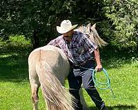 grulla-tobiano-gelding-for-sale