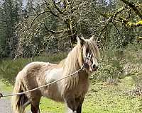 grulla-tobiano