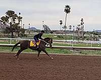 dressage-thoroughbred-horse