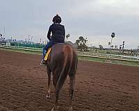 dappled-thoroughbred-horse