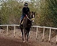 chestnut-thoroughbred-mare