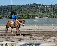 eventing-thoroughbred-horse