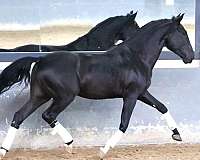 lusitano-horse