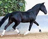 stallion-lusitano-horse