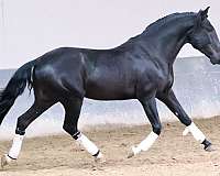 black-lusitano-horse