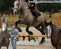 amish-trained-percheron-horse