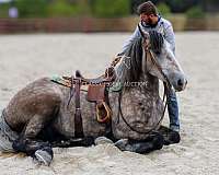 auction-percheron-horse